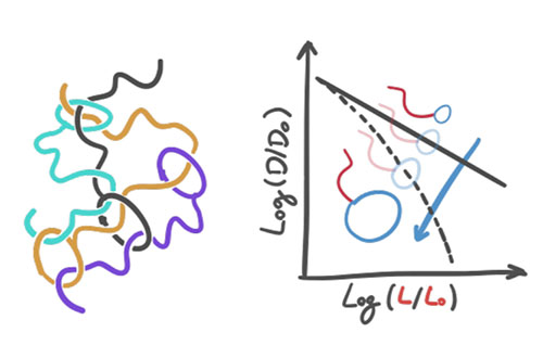 the dynamics of polymers with a singular shape