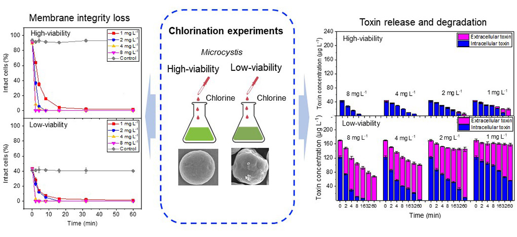 Progress in chlorination of high / low activity cyanobacteria cells in the urban environment