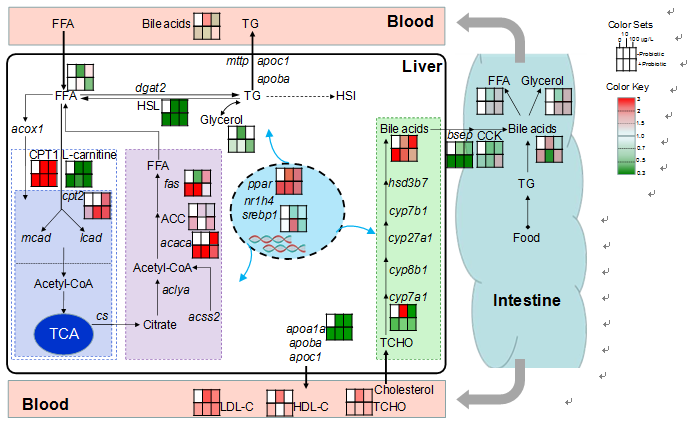 Figure 2. Diagram of lipid metabolism in female zebrafish