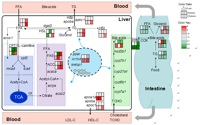 Figure 3. Diagram of lipid metabolism in male zebrafish