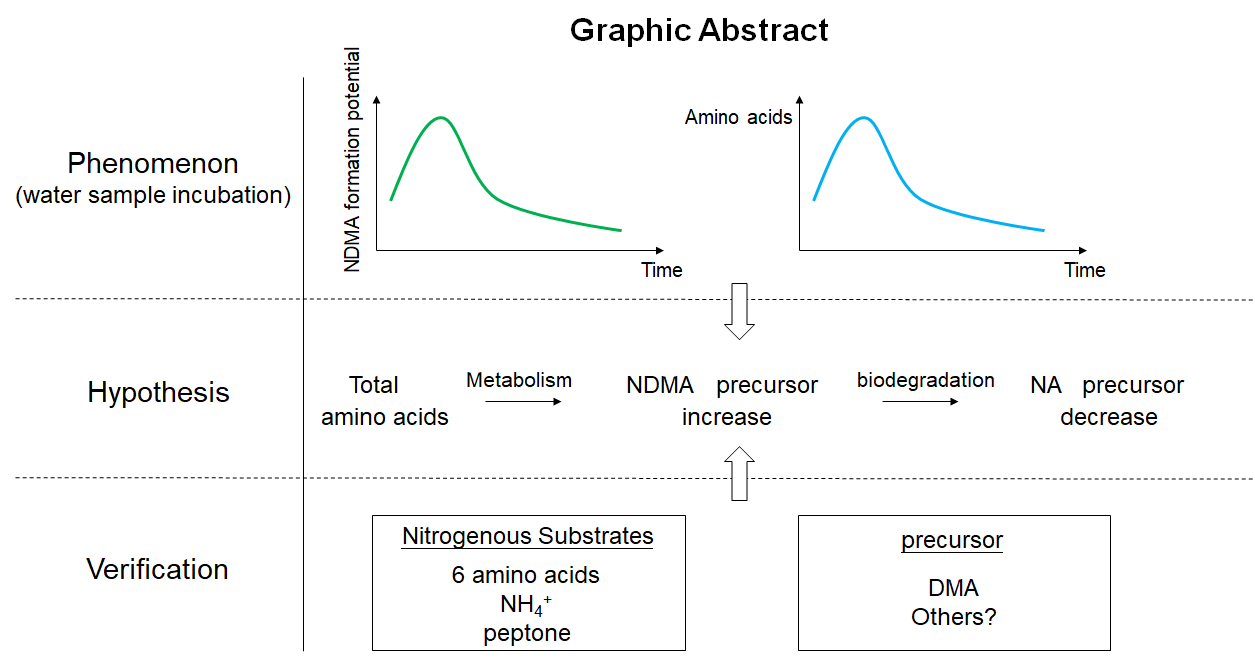 The basic process of nitrosamine precursors produced by microorganisms metabolizing nitrogen-containing substances in water