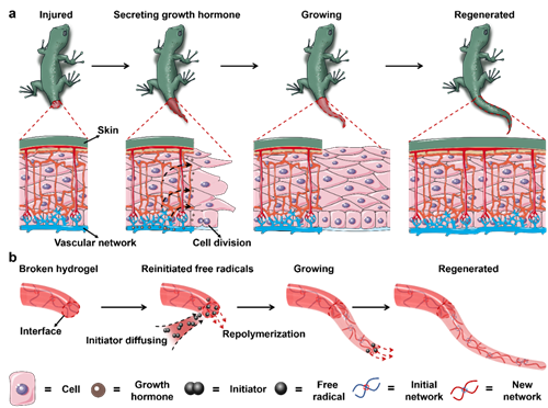 Gel repair and regeneration strategy based on free radical interfacial diffusion inspired by the rebirth of gecko tail