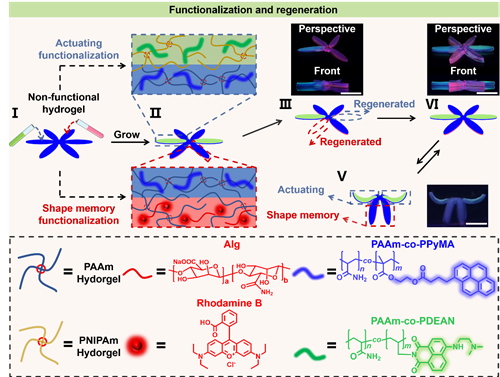 Functional repair and regeneration of hydrogels